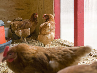 Image showing chicken in a hen house