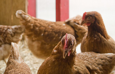 Image showing chicken in a hen house