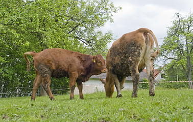 Image showing brown cow