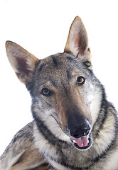 Image showing Czechoslovakian Wolfdog