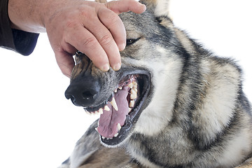 Image showing teeth of Czechoslovakian Wolfdog