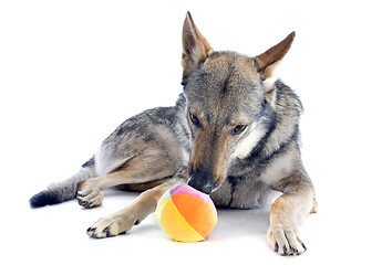 Image showing playing Wolfdog