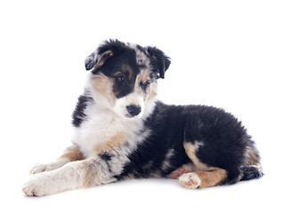 Image showing puppy border collie