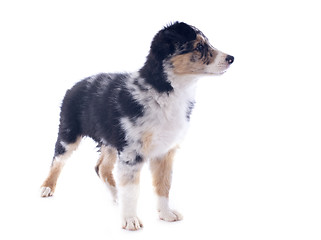 Image showing puppy border collie