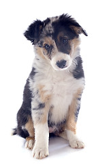 Image showing puppy border collie