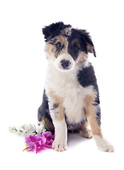 Image showing puppy border collie