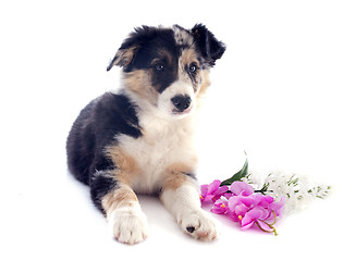 Image showing puppy border collie