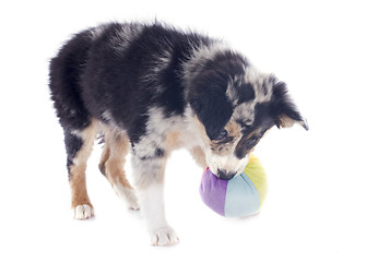 Image showing playing puppy border collie