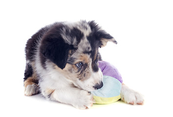 Image showing playing puppy border collie