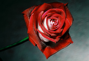 Image showing red rose with drops of water