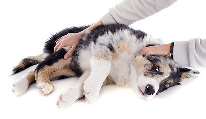 Image showing puppy border collie