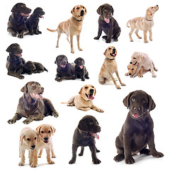 Image showing group of labrador retriever