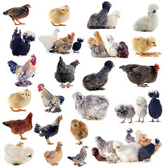 Image showing group of bantam