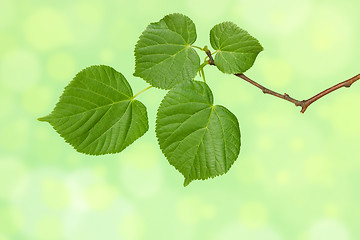 Image showing Branch  on the green  background