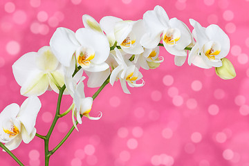 Image showing Orchid on the pink background