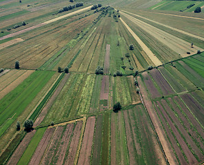 Image showing Aerial View of Farmland