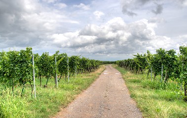 Image showing Alsace landscape and vinewyard