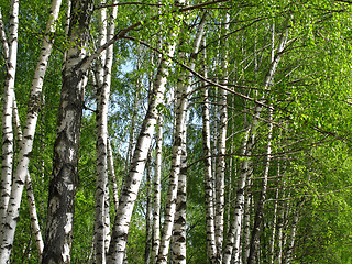 Image showing Beautiful spring birch