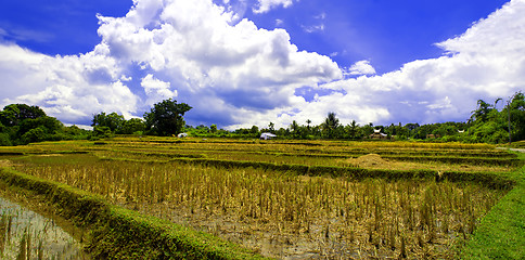 Image showing The Harvest of Rice. Break.