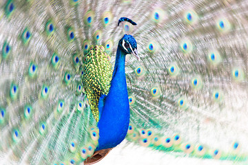 Image showing Peacock fanning out its tail