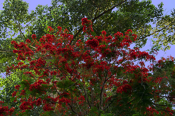 Image showing Tree Delonix Regia (syn. Poinciana Regia).