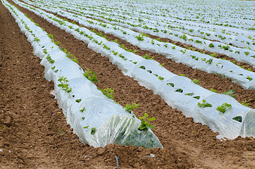 Image showing Plastic mulch