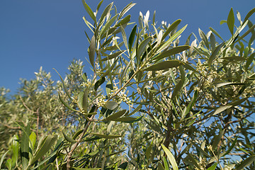 Image showing Olive tree branches