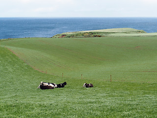 Image showing Green field with cow, Scotland coastline