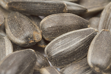 Image showing Sunflower seeds