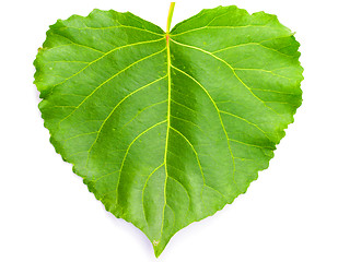 Image showing Green heart shaped leaf