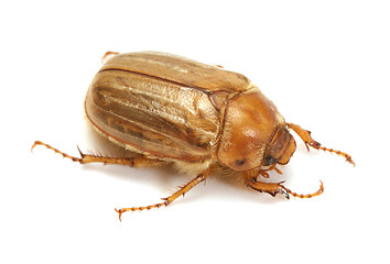 Image showing Brown june beetle