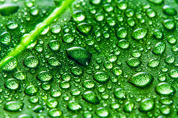 Image showing Green leaf and water drops