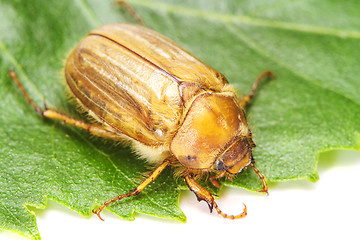 Image showing Brown june beetle