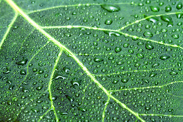 Image showing Green leaf and water drops