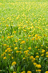 Image showing A field of yellow dandelion  