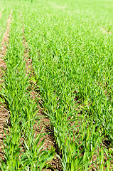 Image showing young wheat on farm land 