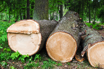 Image showing The cut fur-tree logs, close up