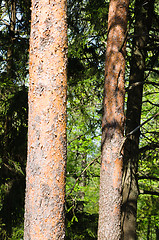 Image showing Trunks of pine trees on the background of the forest. Close-up 