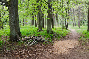 Image showing Footpath in a summer park