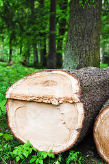 Image showing The cut fur-tree logs, close up