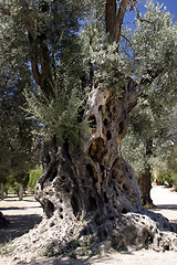 Image showing Gnarled Olive Tree Trunk