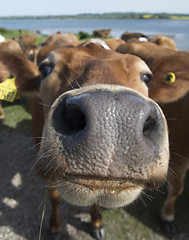 Image showing Curious heifer