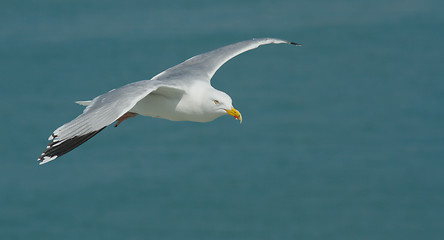 Image showing Seagull in flight