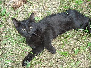Image showing Black Cat