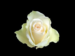 Image showing one white rose