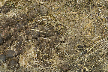 Image showing manure detail