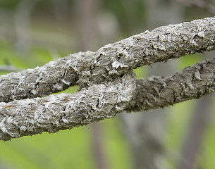 Image showing old rope detail