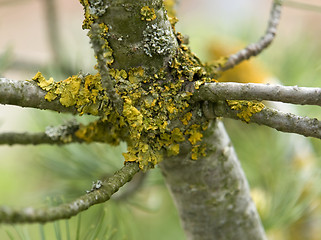 Image showing stem and lichen