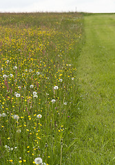 Image showing flowering meadow