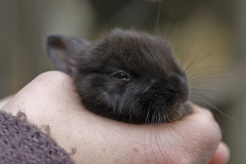 Image showing hand and rabbit